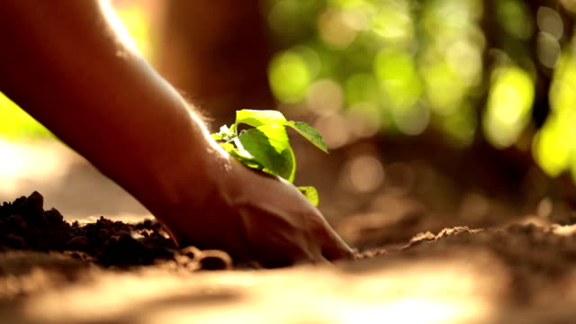 Planting a tree, Slow motion