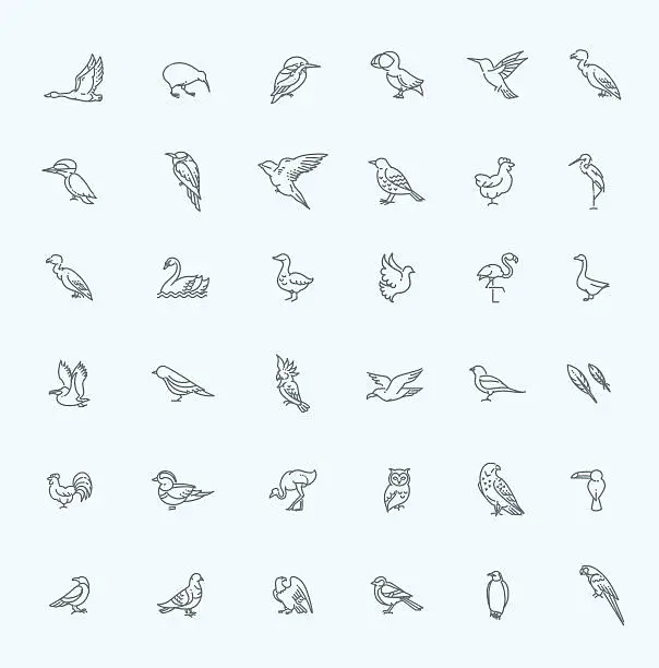 Vector illustration of Set of different birds