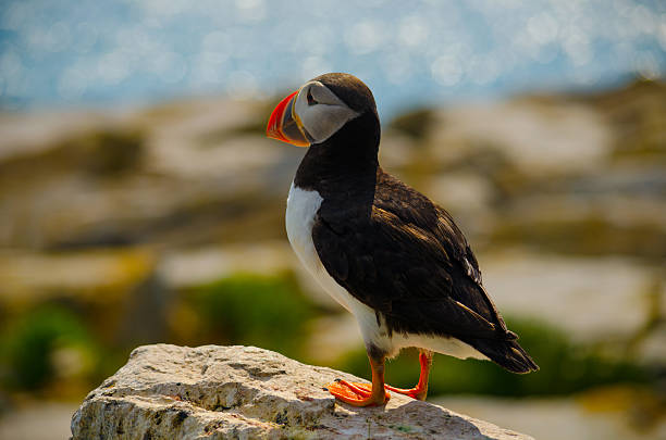 istock puffin looking at the ocean 590242106
