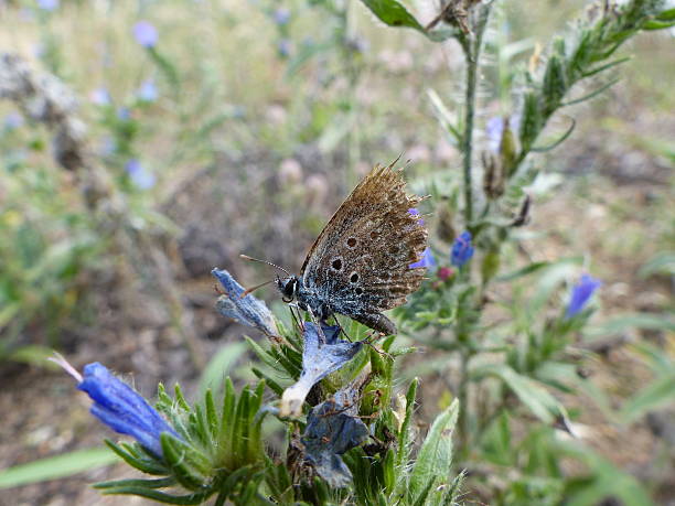 Idas blue butterfly with a badly damaged wing