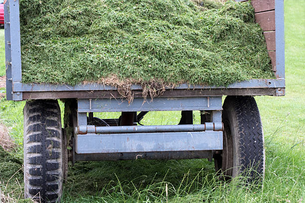 istock Load of grass cuttings 590243472