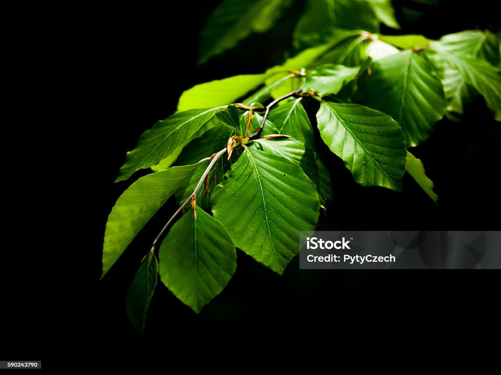 Green lush beech leaves on dark background Green lush beech leaves on dark background. Spring theme. Shallow depth of field. Beech Tree Stock Photo
