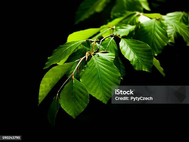 Green Lush Beech Leaves On Dark Background Stock Photo - Download Image Now - Beech Tree, Leaf, Backgrounds