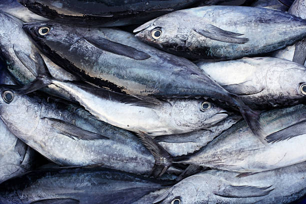 istock fresh fish in market 590244530