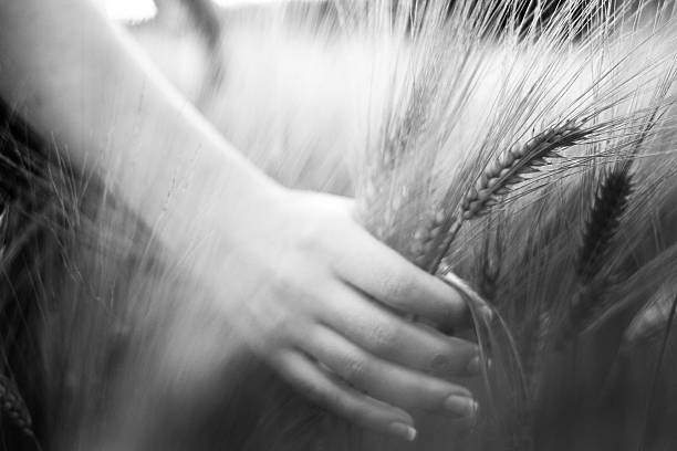 Wheat ears in the hand. Black and white photo