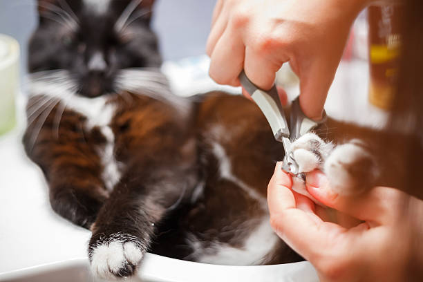Cat manicure Cat manicure dog grooming stock pictures, royalty-free photos & images