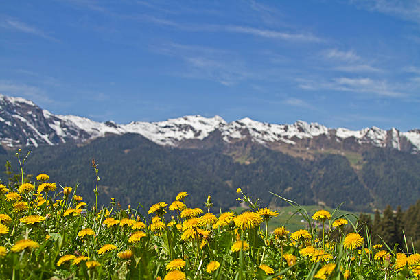 istock Dandelion meadows and  Sarntal Alps 590246026