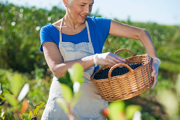 donna anziana di successo con cappello sul campo - planting clothing gray hair human age foto e immagini stock