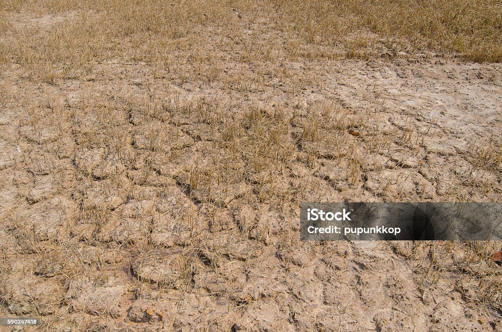 Dry land Dry land,Crack of the soil Accidents and Disasters Stock Photo