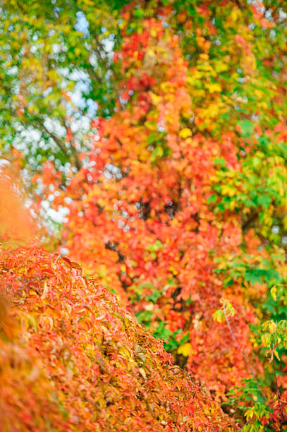 istock Wild colors of autumn 590247464