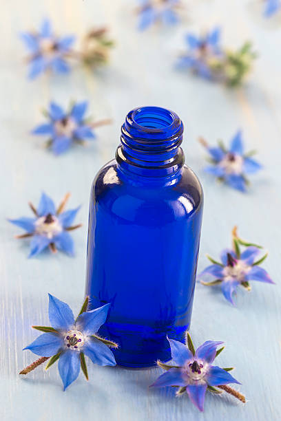 istock Borage edible and medicinal flower 590247730