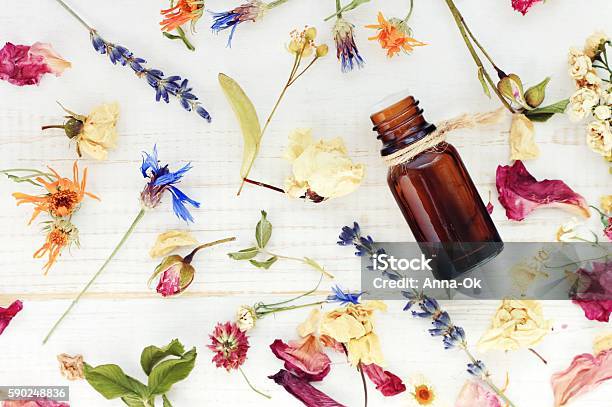 Top View Dropper Bottle Among Colourful Dried Flowers Stock Photo - Download Image Now