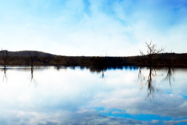 Beautiful landscape with bare trees and clouds reflected in the water,Makidwe Game Reserve, South Africa. 
