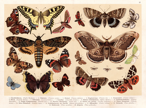 Illustrated Natural History of the Three Kingdoms Illustrierte Naturgeschichte der drei Reiche Franz Strässles - Wilhelm Nitzschke, Stuttgart 1888