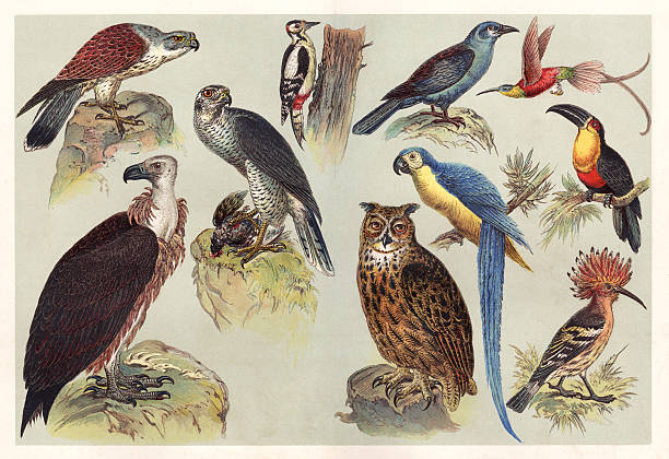 różne dzieci ptaków chromolithography 1888 - egzotyczny ptak obrazy stock illustrations