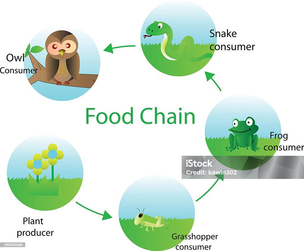 Food Chain For Kids Stock Illustration Biology Diagrams