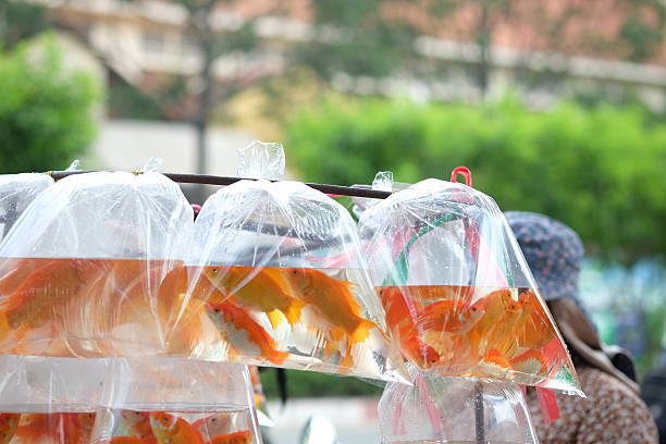 istock Goldfish swim in the water bag. 590251222