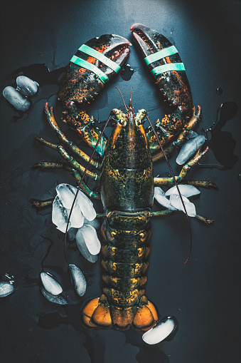 Directly above view of a lobster alive surrounded on ice to keep freshness. The picture is an studio shot with a combination of natural and artificial light to achieve a very intimate ambiance.