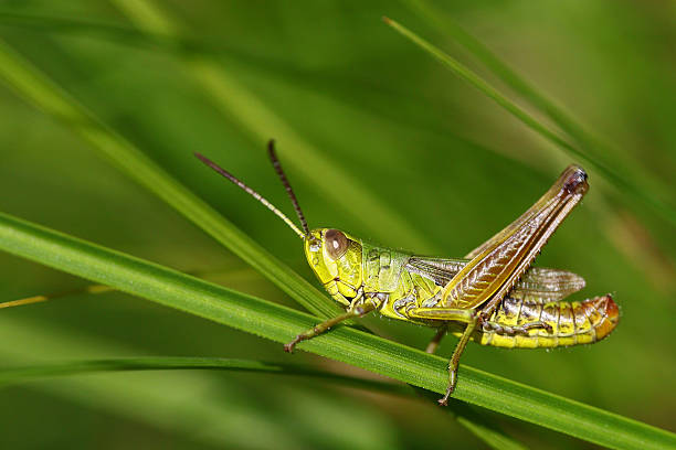 istock Macro portrait of a colorful grasshopper 590251286