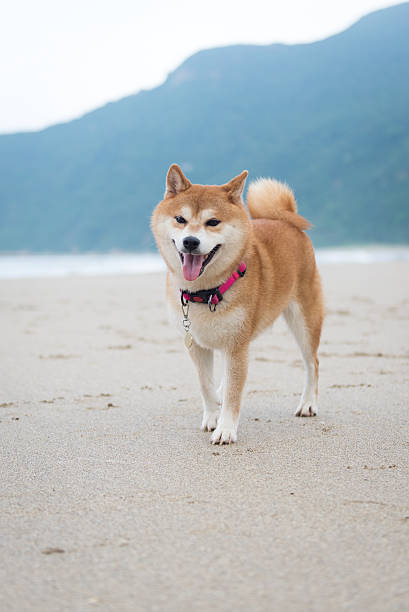 istock The dog playing at the beach 590251832