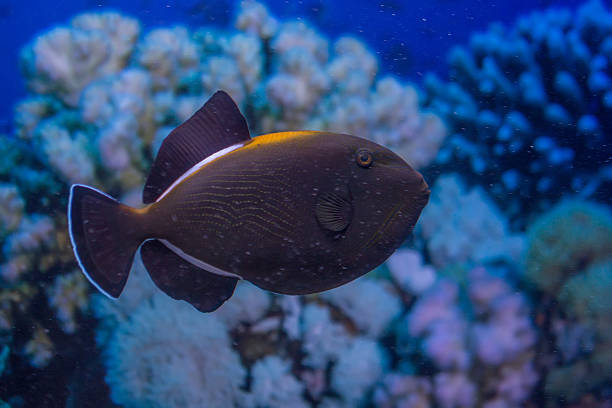 Indian triggerfish or Melichthys indicus Indian triggerfish or Melichthys indicus in marine aquarium indian triggerfish or melichthys indicus stock pictures, royalty-free photos & images
