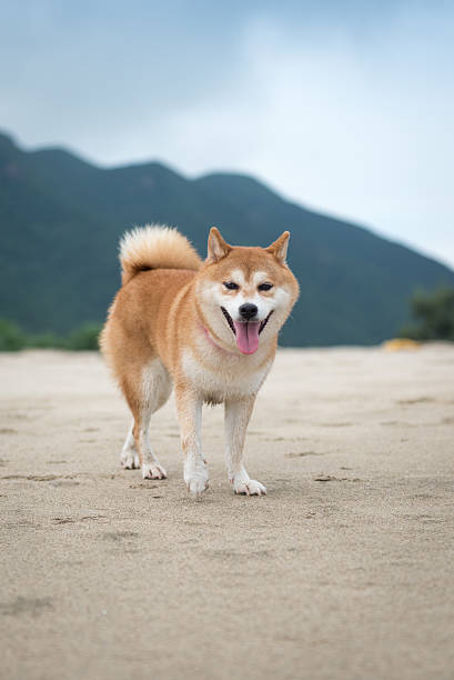 istock The dog playing at the beach 590252164
