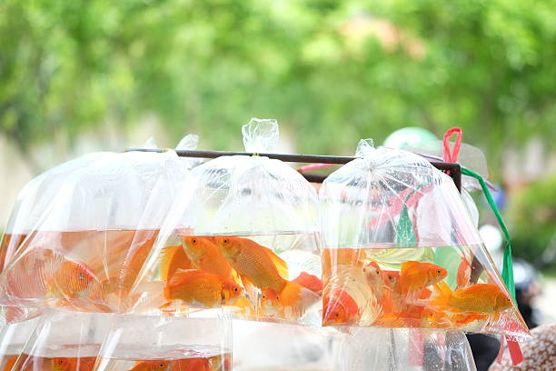 istock Goldfish swim in the water bag. 590252182