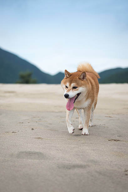 istock The dog playing at the beach 590252324