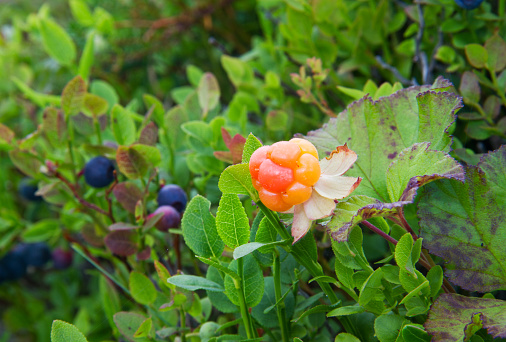Cloudberry (Rubus chamaemorus), in the background Blueberries