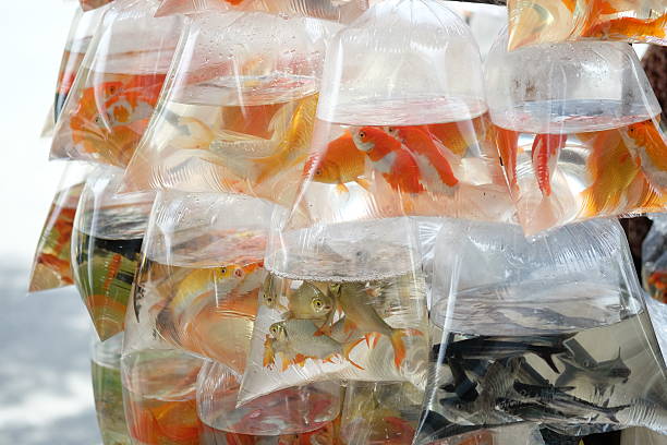 istock Goldfish swim in the water bag. 590252486