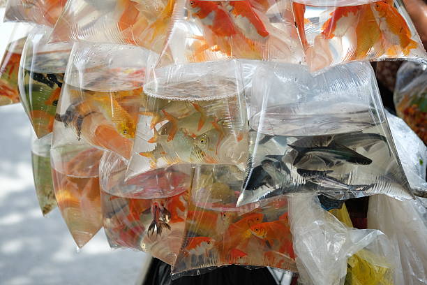istock Goldfish swim in the water bag. 590252832