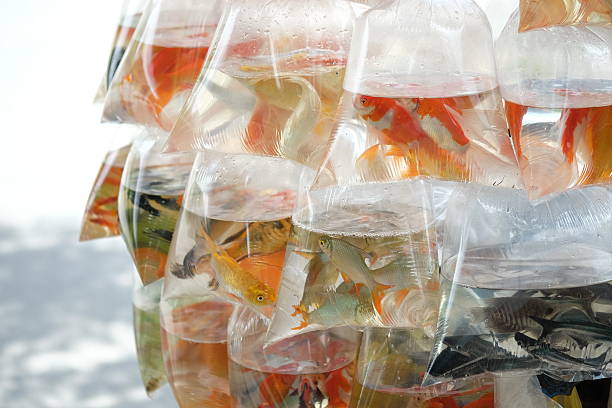 istock Goldfish swim in the water bag. 590253010