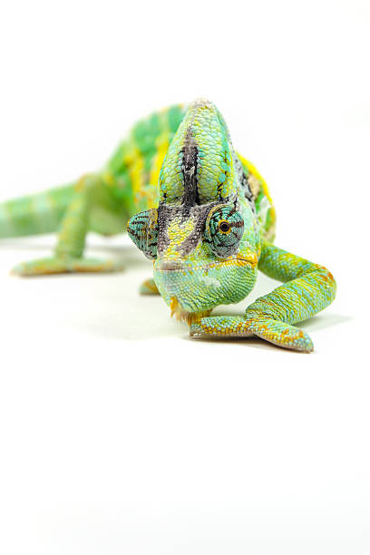 istock Yemen chameleon on white background 590255186