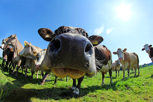 Cattle on farmland, brazil
