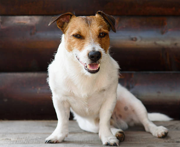 istock Dog having rest at shadow at hot summer day 590256118