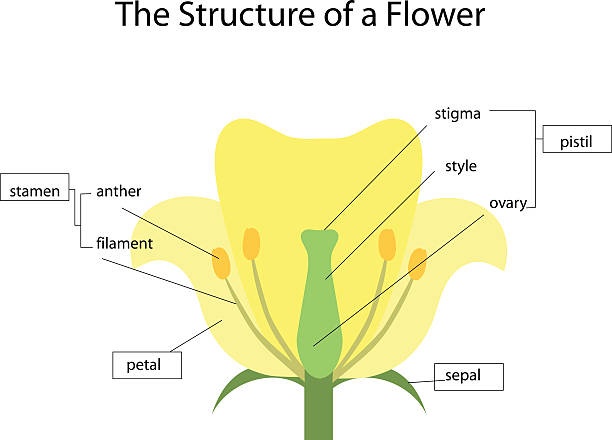 the structure of a flowe the structure of a flowe flower part stock illustrations