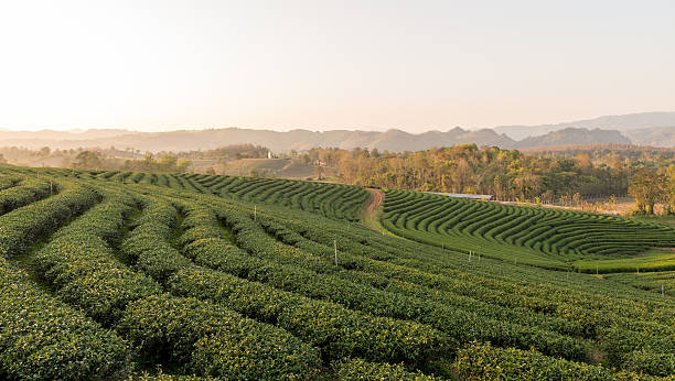 istock Tea plantation Chiangrai, Thailand Feb 2016 590257116