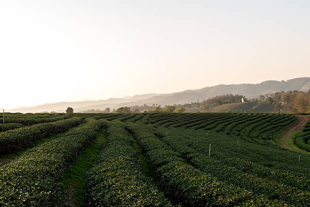 istock Tea plantation Chiangrai, Thailand Feb 2016 590257266