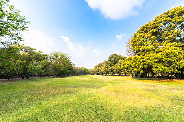 istock Green park landscape and garden 590257876