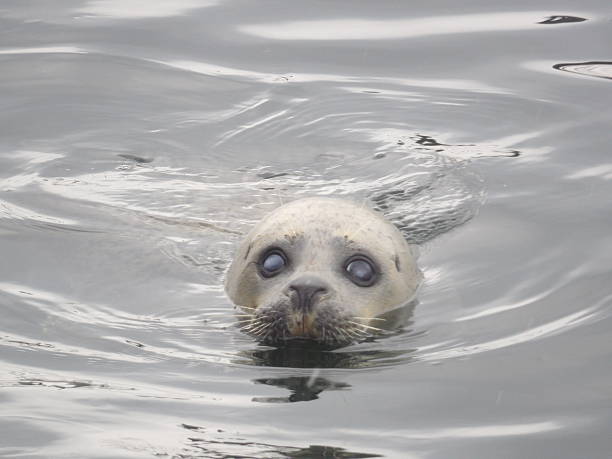 istock Seal in the Baltic sea 590258194