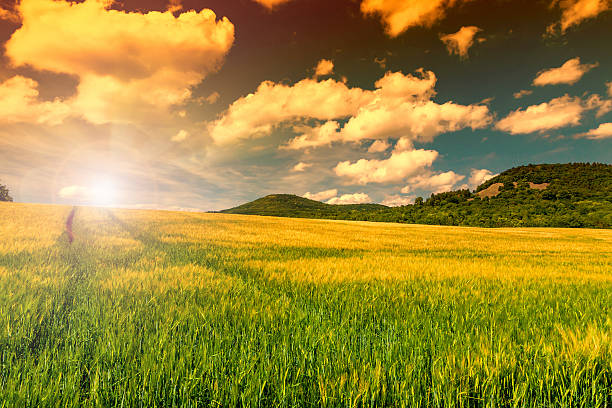 istock Green field in sunset sky 590258862