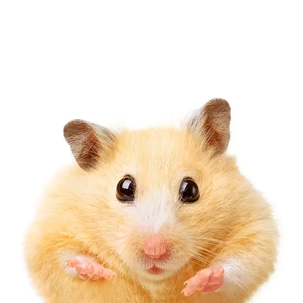 Fat funny hamster isolated on white background