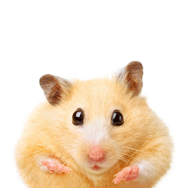 Fat funny hamster - fotografia de stock