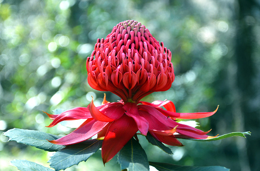Red and magenta flower head of a native Australian proteales, the Waratah (Telopea speciosissima), in the Australian bush. Floral emblem of the state of New South Wales.