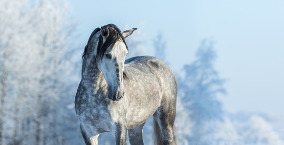 Andalusian thoroughbred gray horse in winter forest on a blue sky background. Multicolored wintertime horizontal outdoors image.
