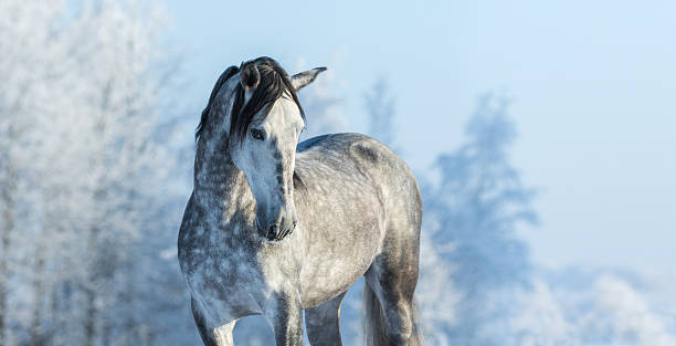 andalusian gray horse in winter forest on a blue sk - winter snow livestock horse imagens e fotografias de stock