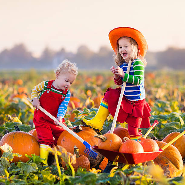 crianças colhendo abóboras em canteiro de abóboras de halloween em uma fazenda - wheelbarrow playing sibling rural scene - fotografias e filmes do acervo