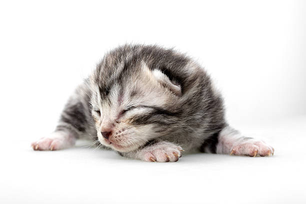 istock Cute American shorthair cat kitten with copy space 590264606