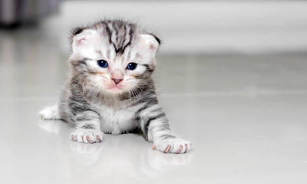 istock Cute American shorthair cat kitten with copy space 590265418