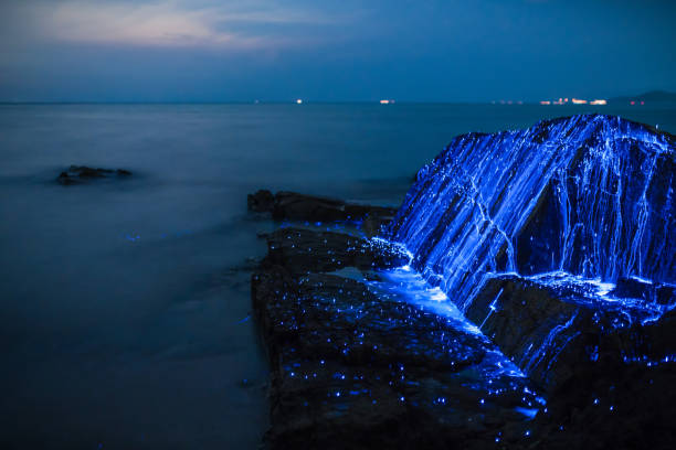 Bio-luminescent shrimp spill over a rock on the coast stock photo